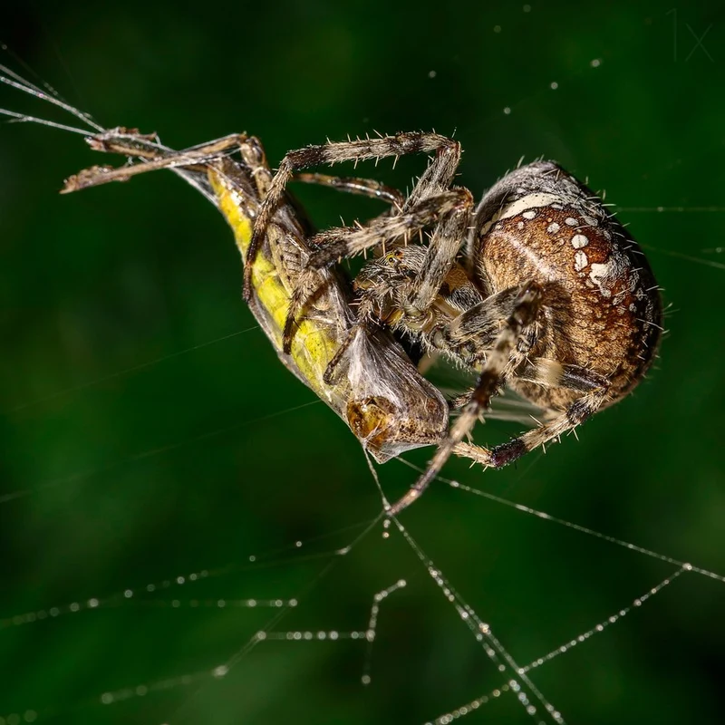 Garden Spider's Catch