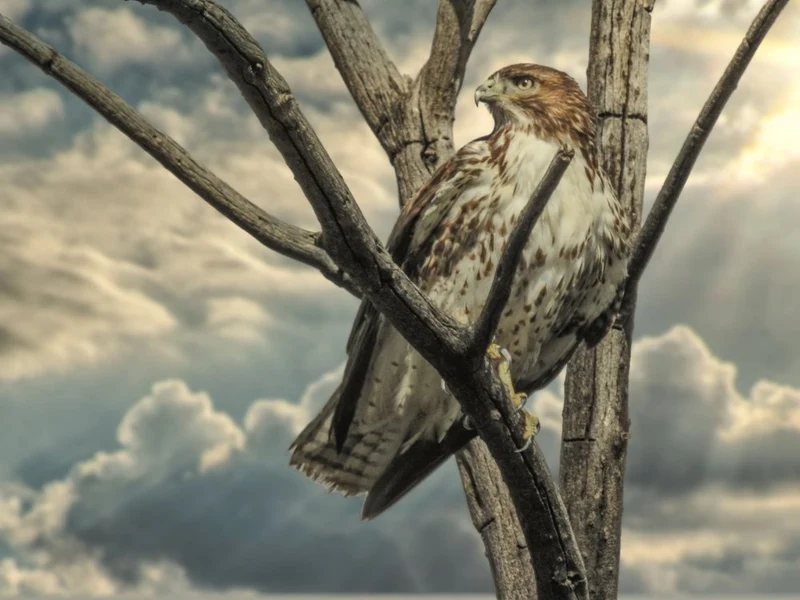 Majestic Hawk Perched