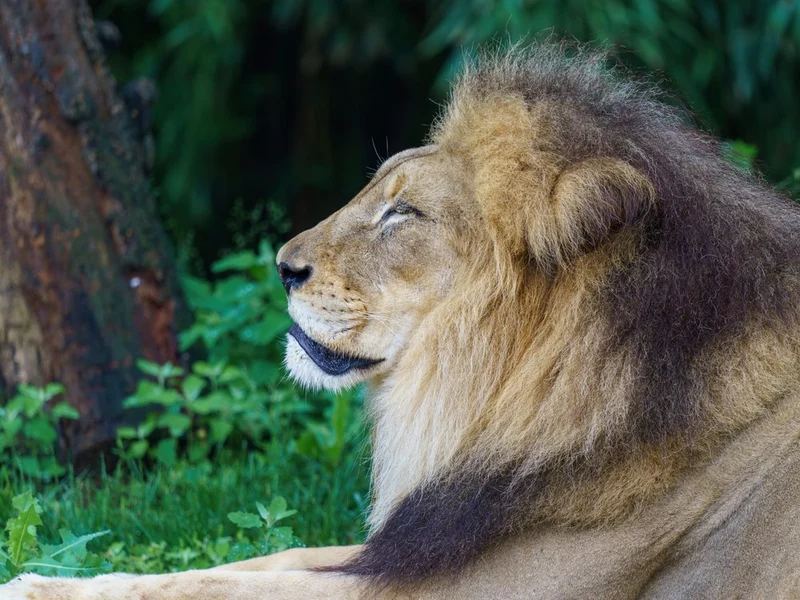 Majestic Lion Profile