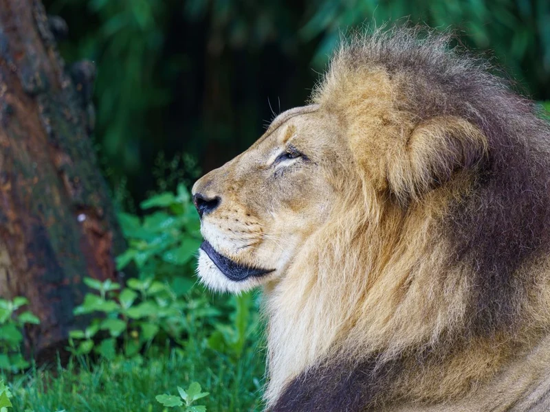 Majestic Lion Profile