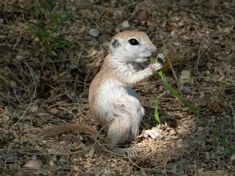 Ground Squirrel Eating Grass