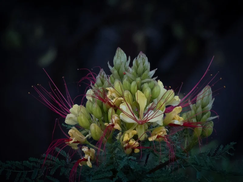 Vibrant Floral Drama