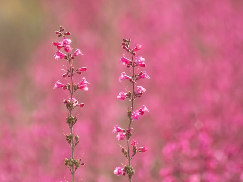 Vibrant Pink Blossoms
