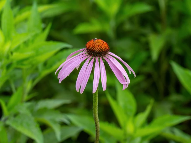 Vibrant Purple Coneflower
