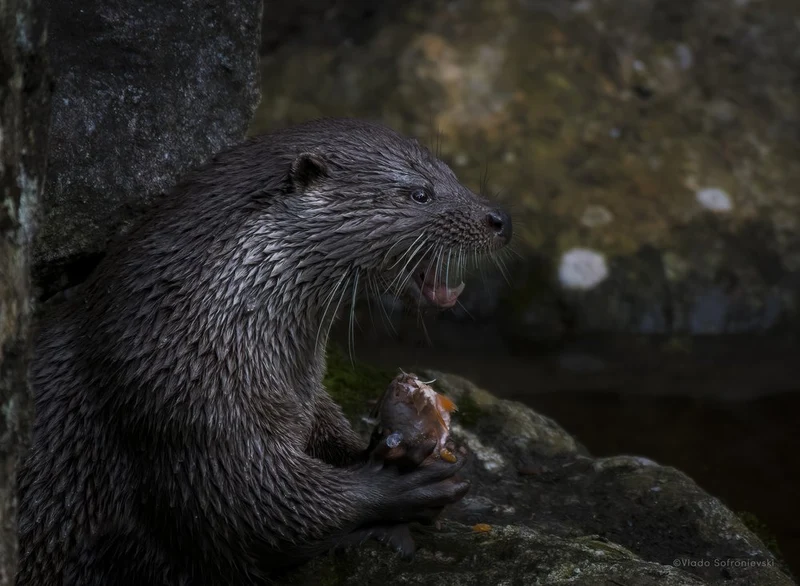 Wild Otter Eating Fish