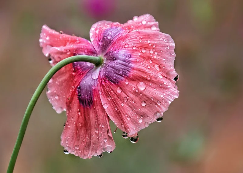 Raindrop Pink Poppy