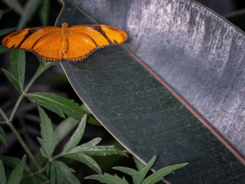 Orange Butterfly on Leaf