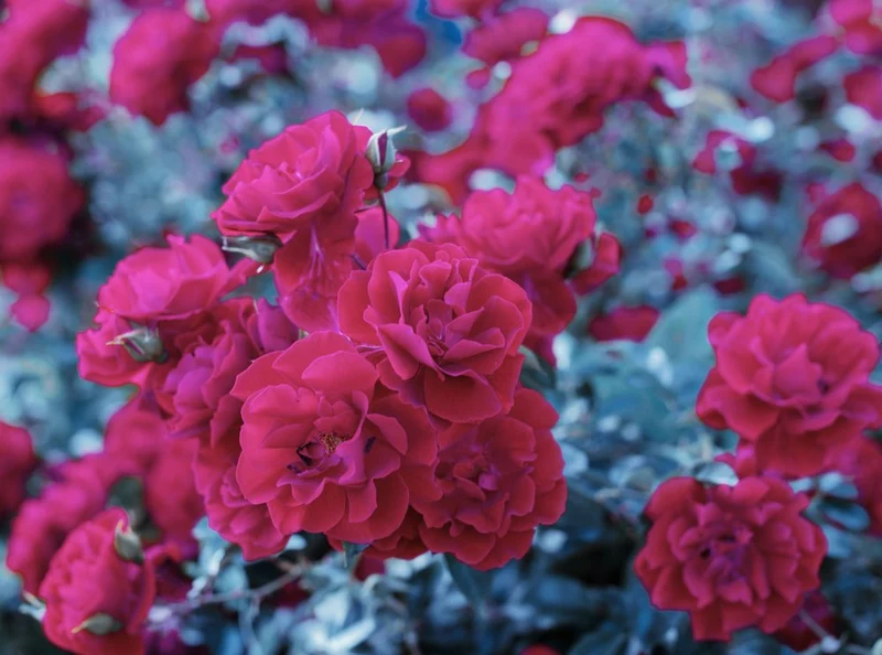 Vibrant Pink Roses