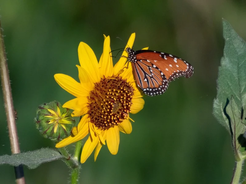 Queen Butterfly on Sunflower