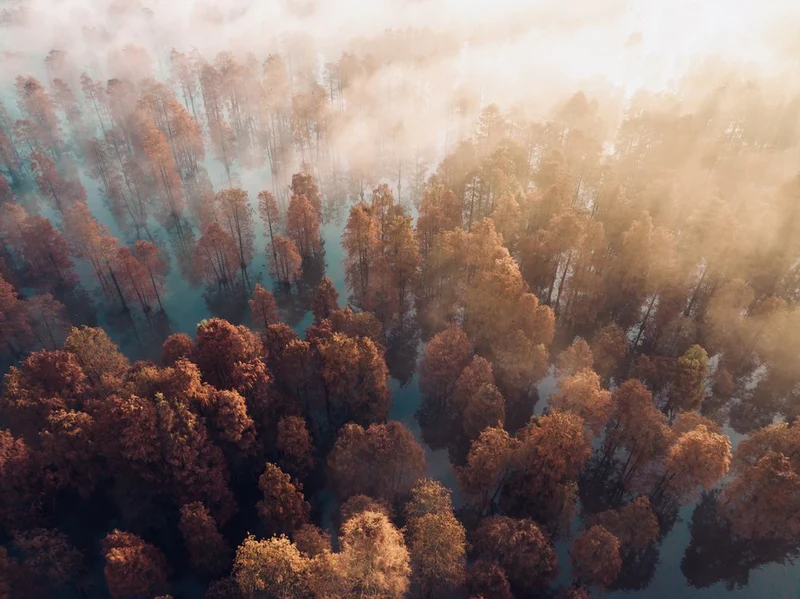 Misty Forest Morning