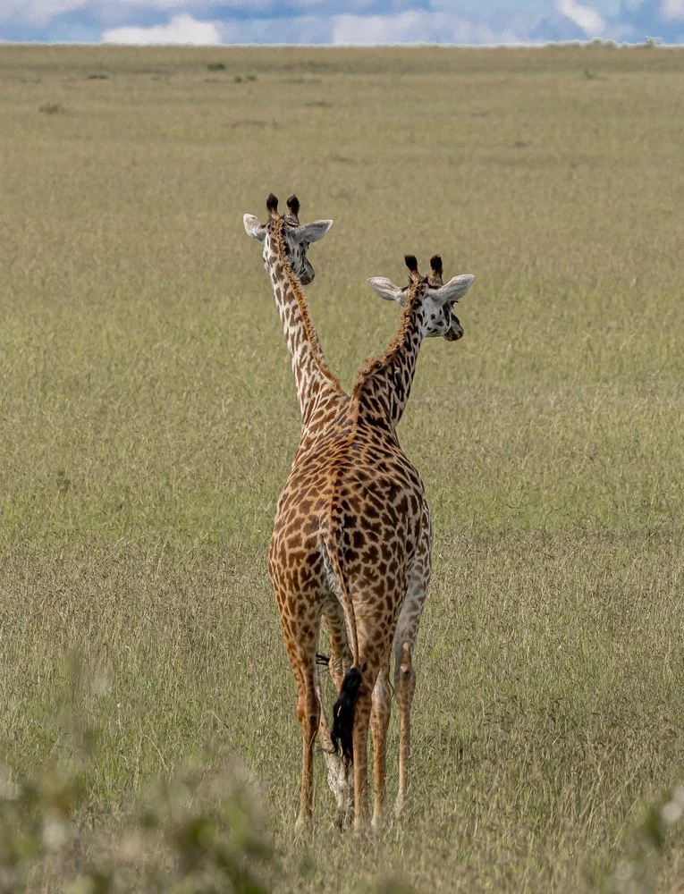 African Giraffes Together