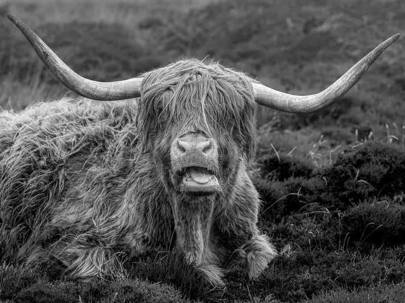 Shaggy Highland Cow