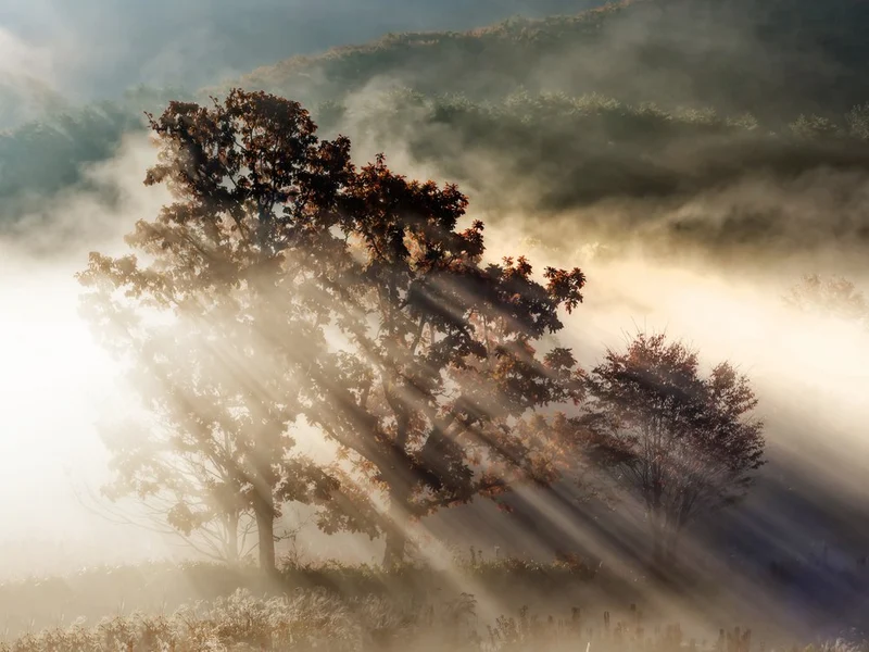 Misty Autumn Rays
