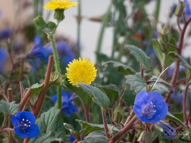 Vibrant Blue Yellow Flowers