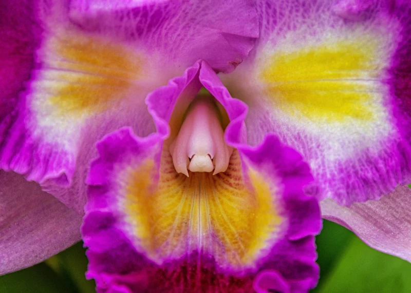 Vibrant Orchid Bloom