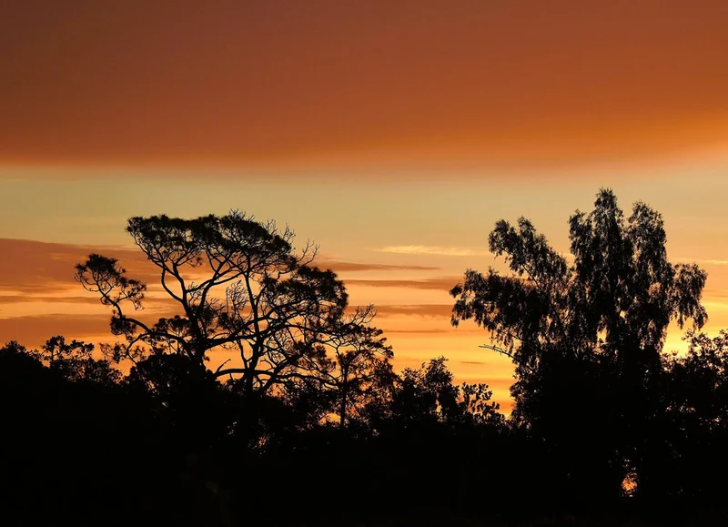 Golden Sunset Trees