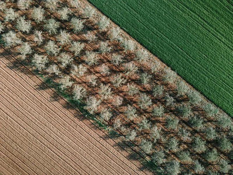 Diagonal Farm Fields