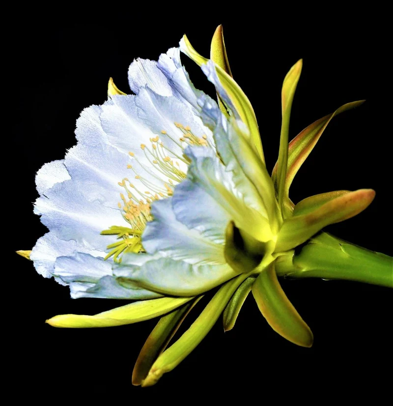 Dramatic Night Bloom