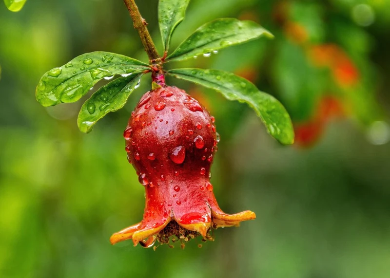 Ruby Pomegranate Drops