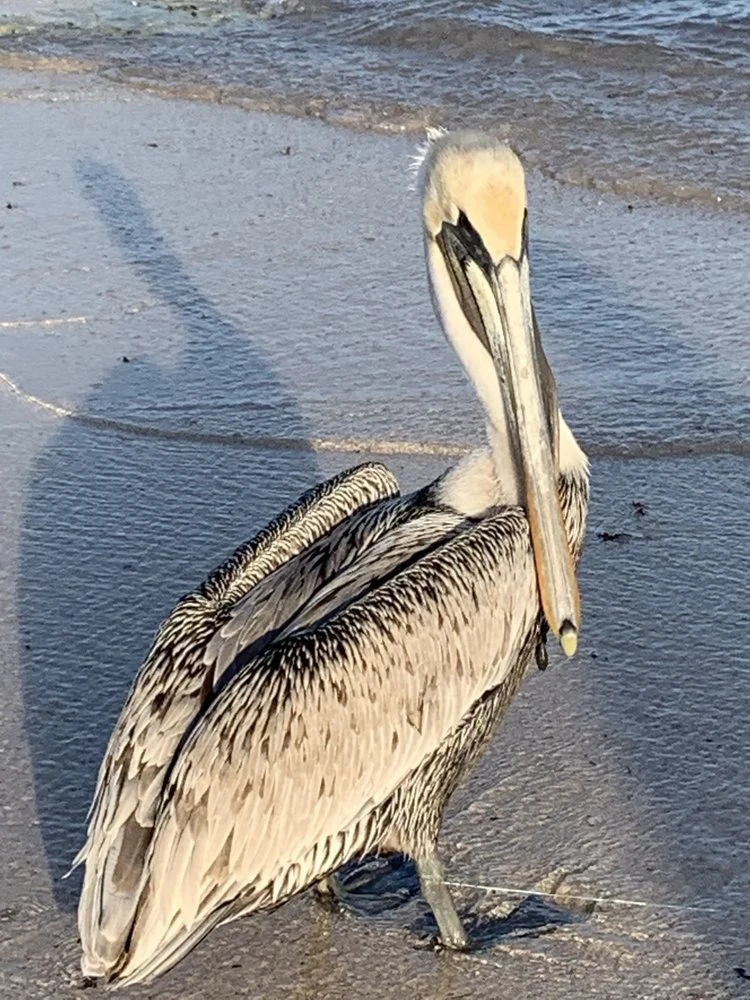 Pelican on the Beach
