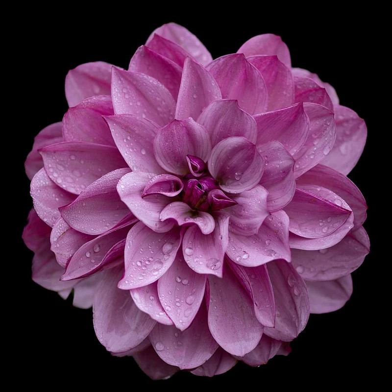 Pink Dahlia with Dew