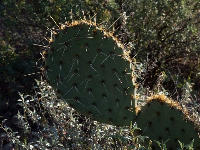 Spiky Desert Beauty