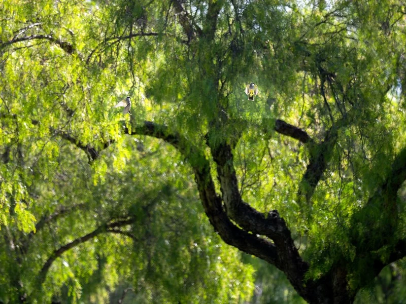 Sunlit Tree Birds