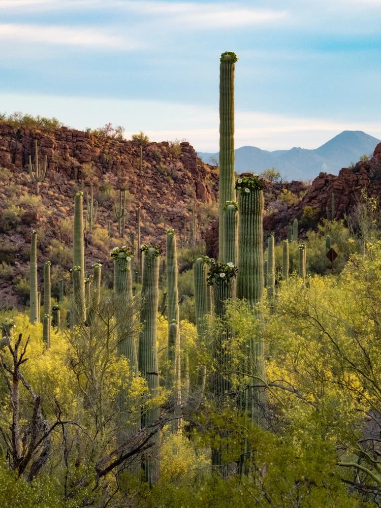 Blooming Saguaro Desert