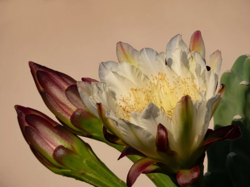 Blooming Cactus Flower