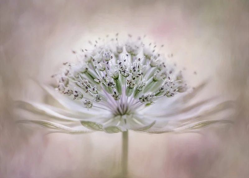 Ethereal White Flower