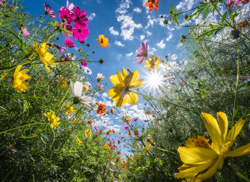 Vibrant Cosmos Sky