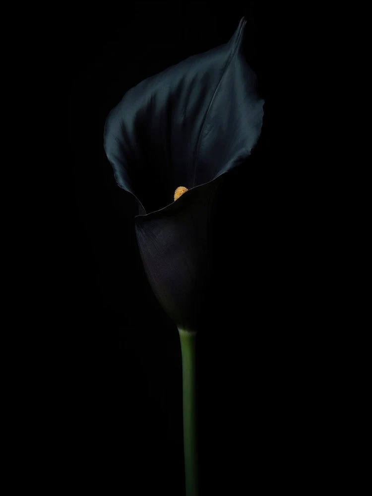 Black Calla Lily