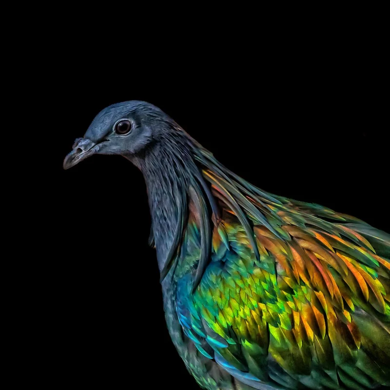 Iridescent Nicobar Pigeon