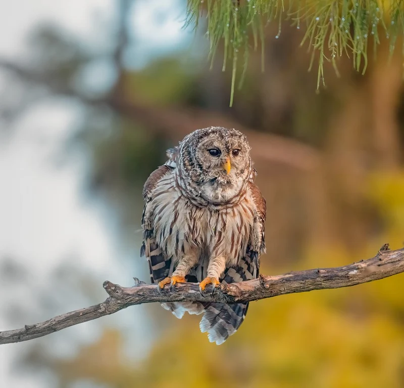 Sleepy Barred Owl