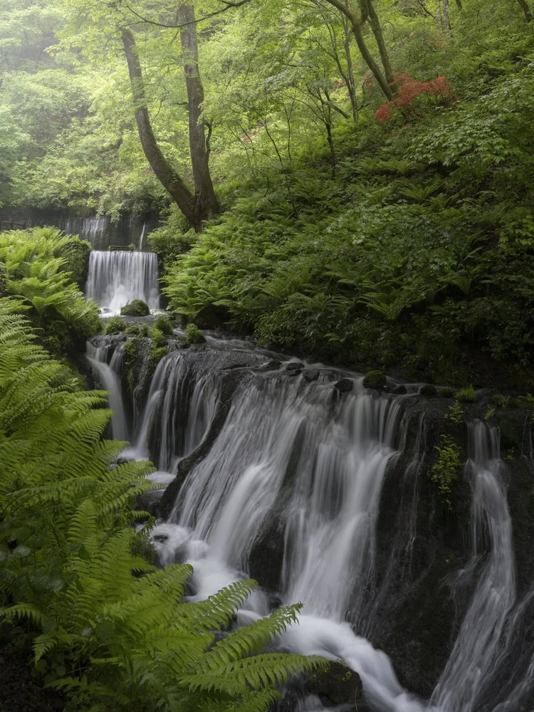 Lush Forest Waterfalls