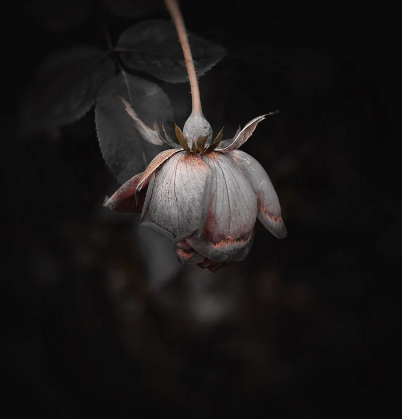 Fading Dark Rose