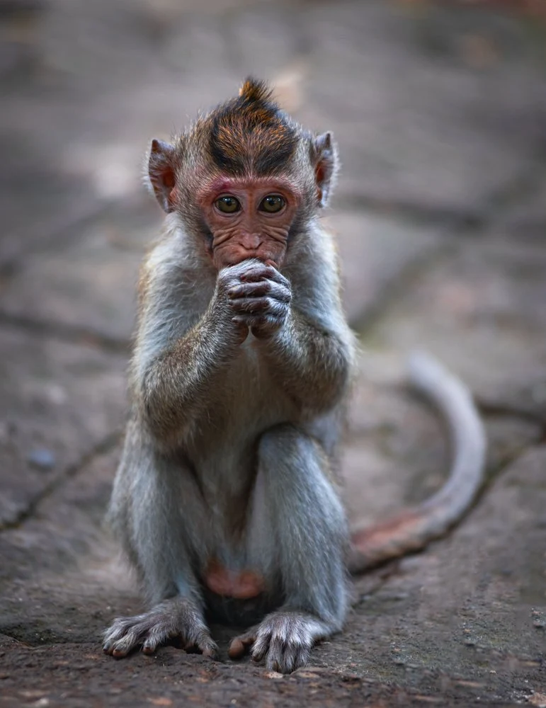 Thoughtful Baby Monkey