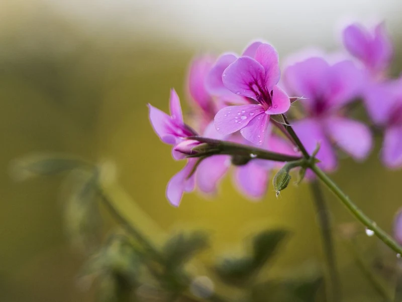 Delicate Pink Blooms
