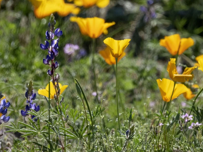 Yellow And Purple Wildflowers