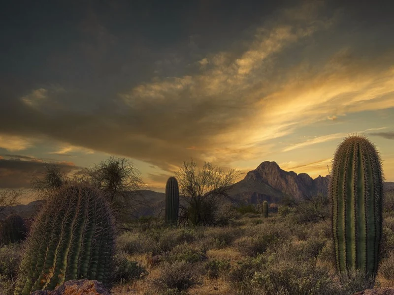 Golden Desert Sunset