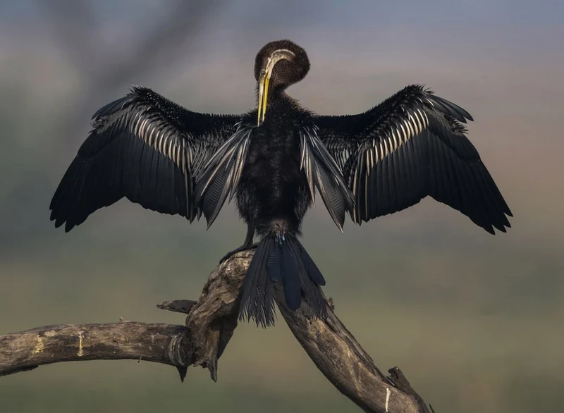 Anhinga Spreading Wings