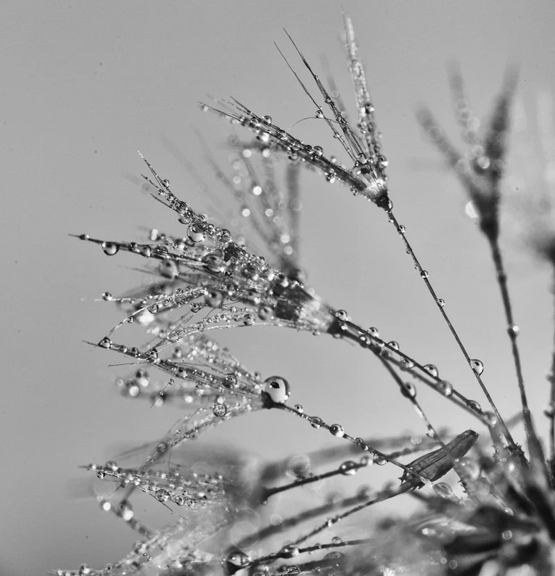 Dandelion Dew Drops