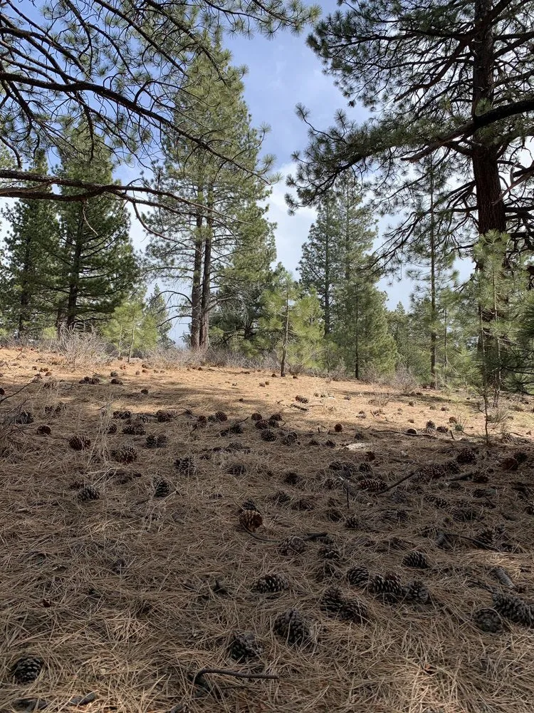 Sunlit Pine Forest