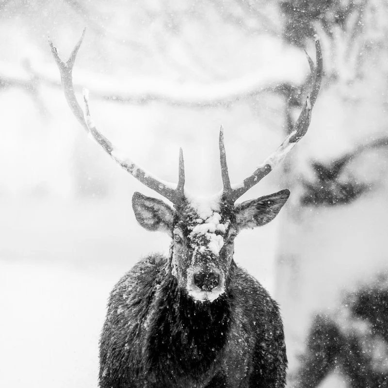 Majestic Winter Deer