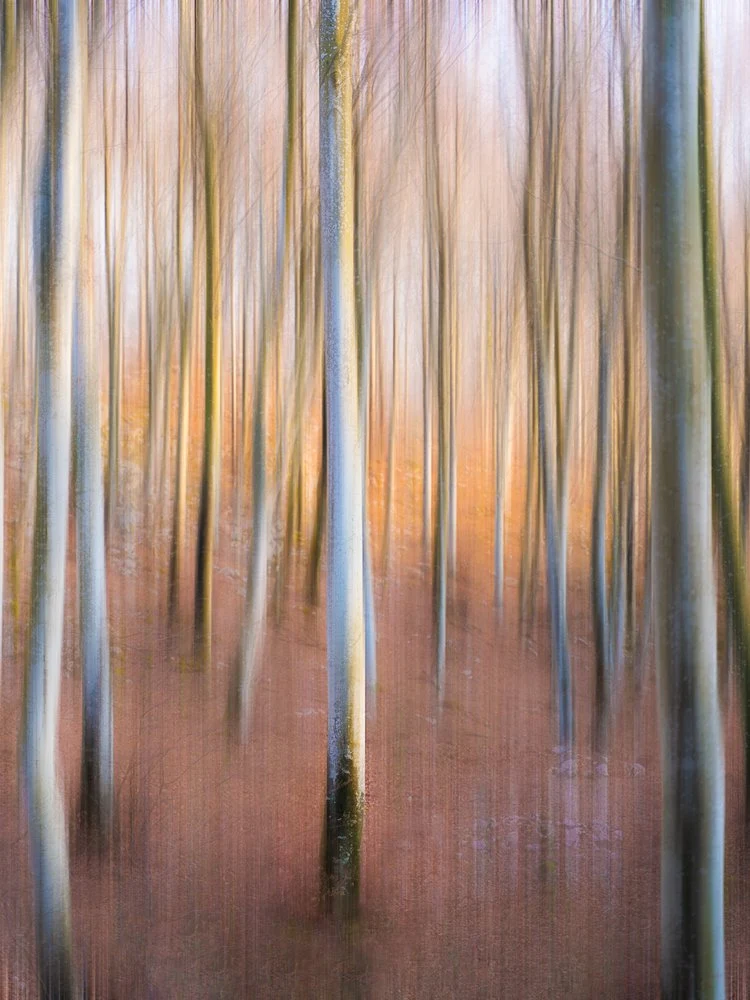 Dreamy Forest Light