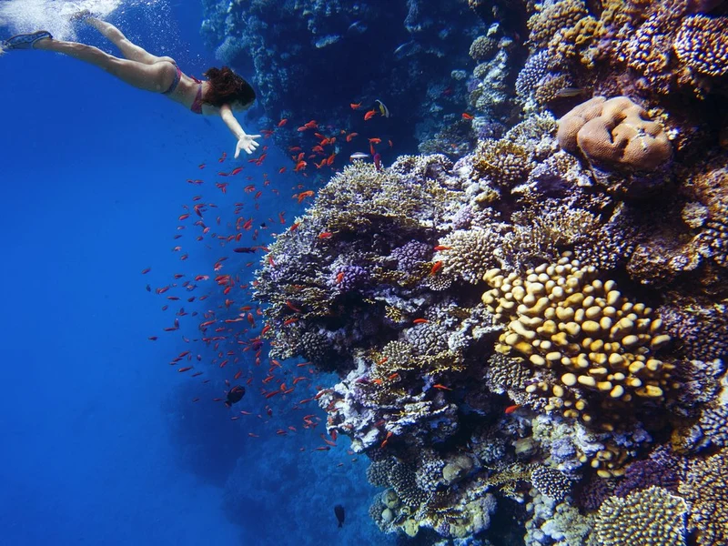 Swimmer Over Coral Reef