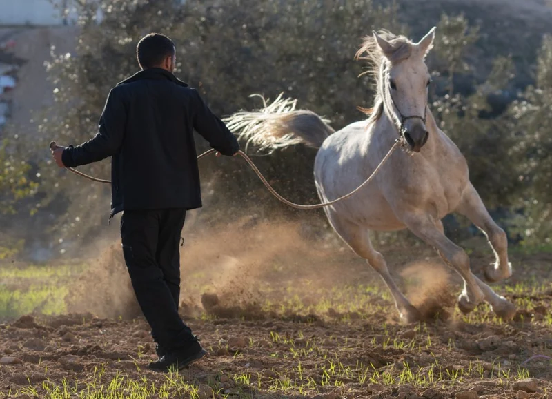 Powerful Horse Gallop