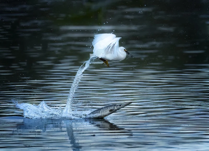 Egret's Splash Catch