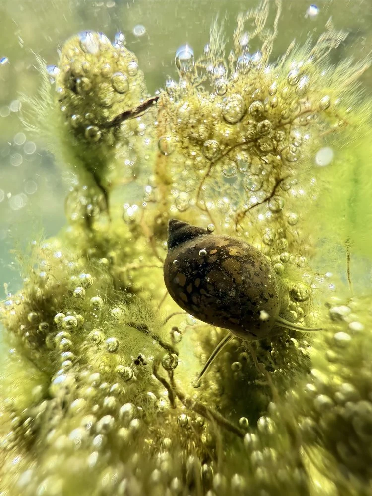 Pond Snail Bubbles