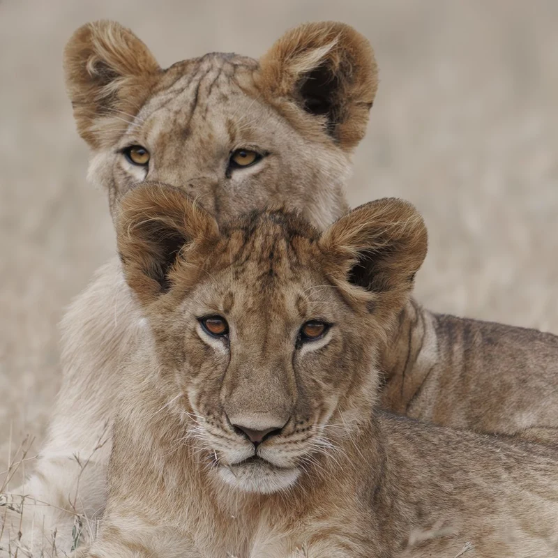 Two Curious Lion Cubs